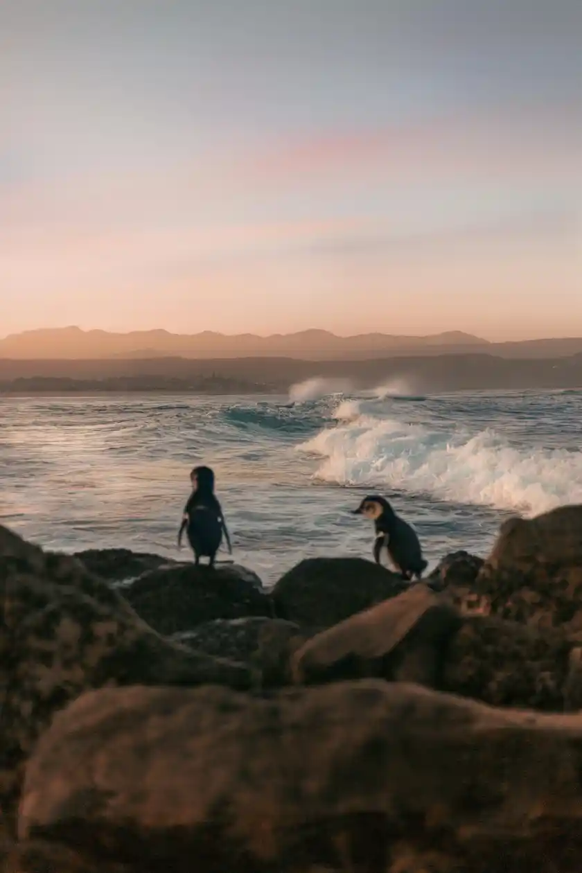 Doreve Nicholaeff penguins and ocean photo
